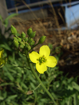 Diplotaxis tenuifolia