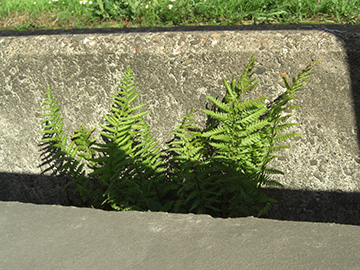 Dryopteris filix-mas