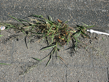 Eragrostis minor