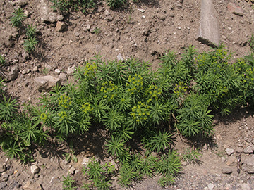 Euphorbia esula