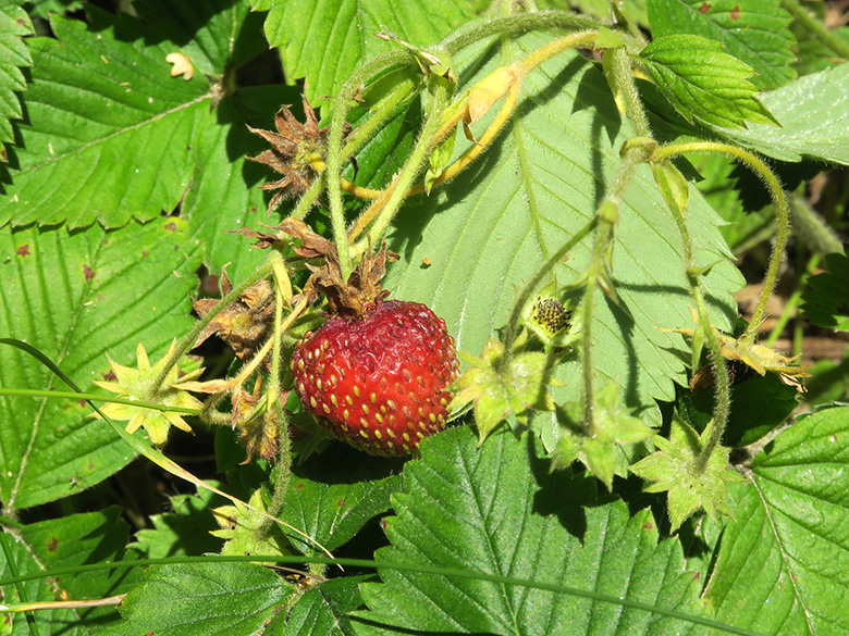 Fragaria moschata