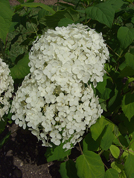 Hydrangea arborescens