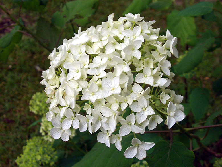 Hydrangea arborescens