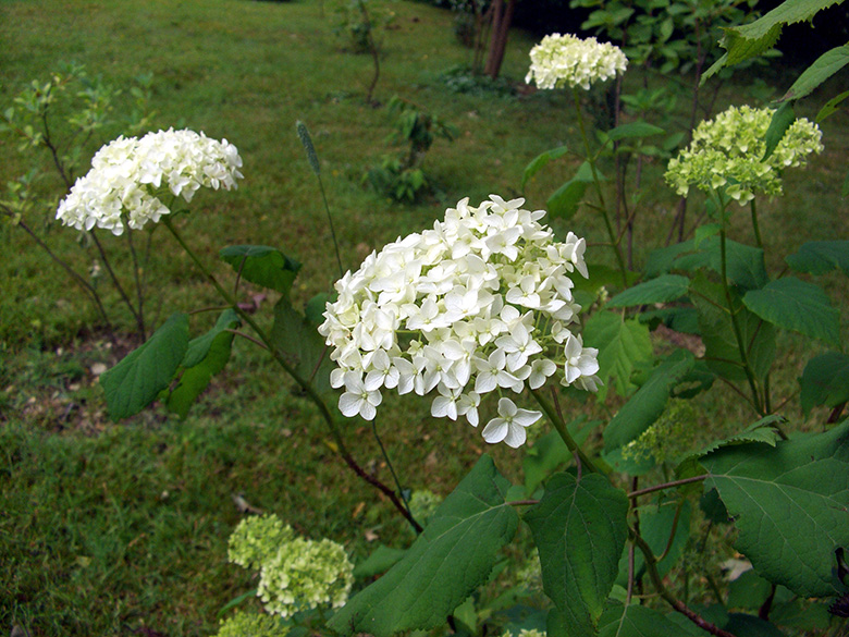 Hydrangea arborescens