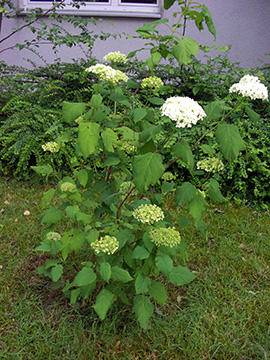 Hydrangea arborescens