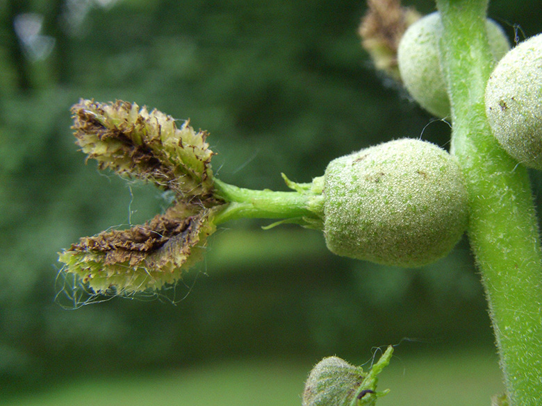 Juglans nigra
