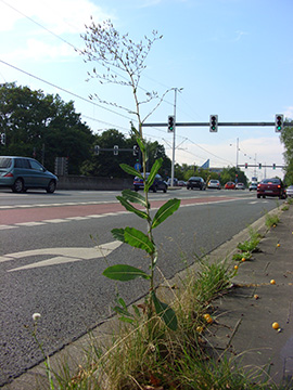 Lactuca serriola
