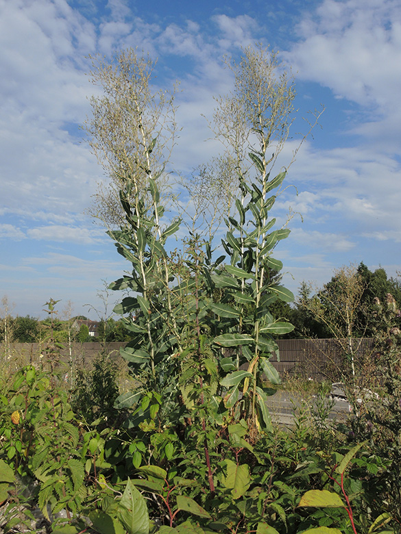 Lactuca serriola integrifolia