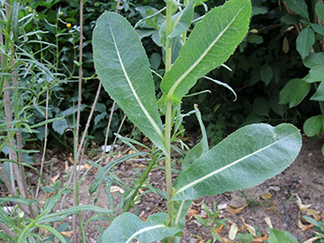 Lactuca serriola integrifolia