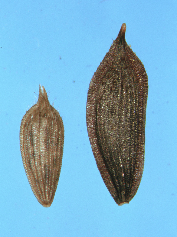 Lactuca serriola virosa