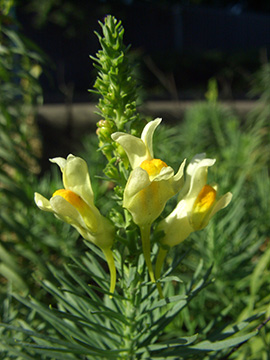 Linaria vulgaris
