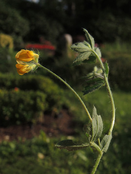 Lotus angustissimus