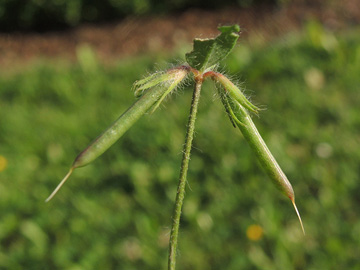 Lotus angustissimus