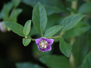 Lycium barbarum