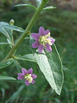 Lycium barbarum