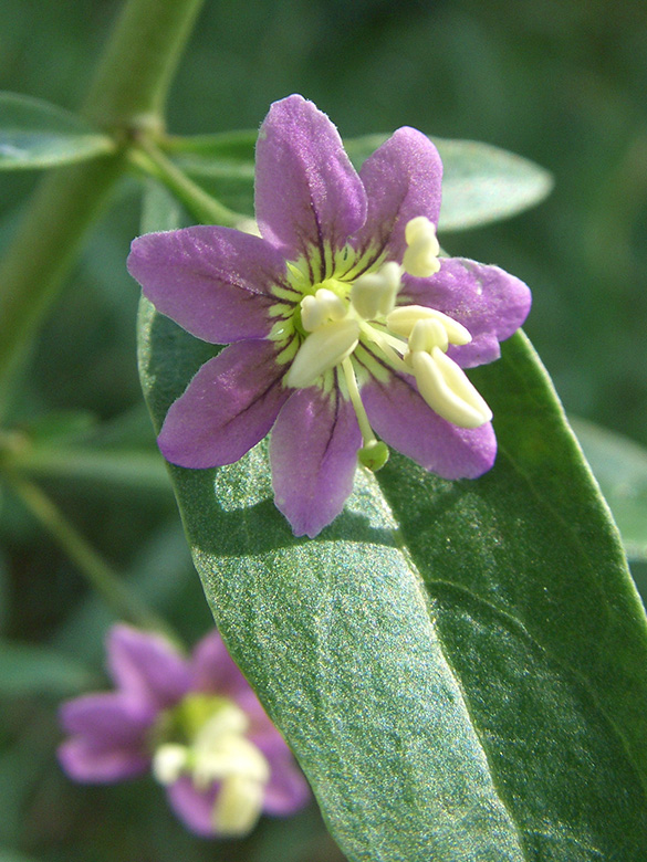 Lycium barbarum