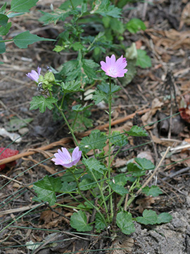 Malva alcea