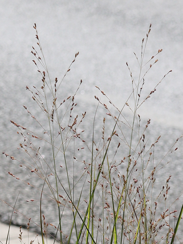Panicum virgatum