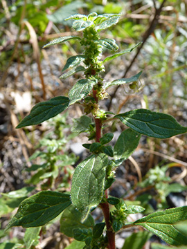 Parietaria judaica
