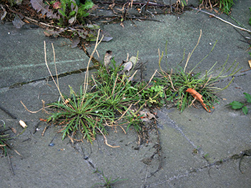 Plantago coronopus