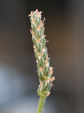 Plantago coronopus