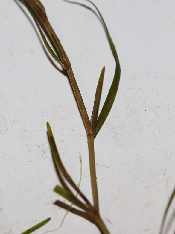 Potamogeton pusillus
