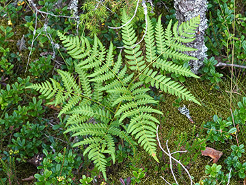Pteridium aquilinum pinetorum