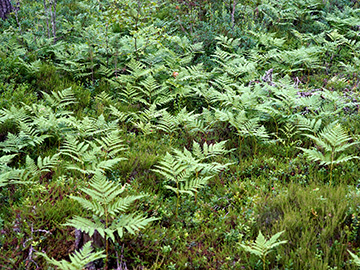 Pteridium aquilinum pinetorum