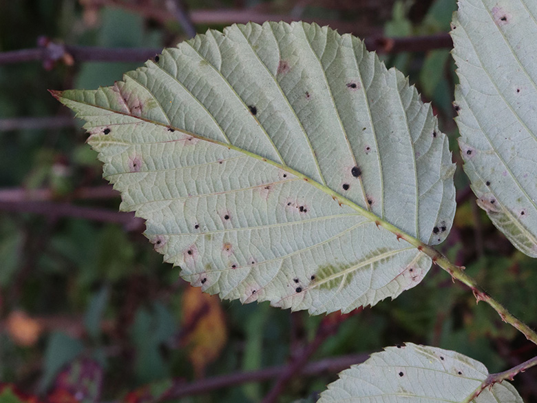 Rubus amiantinus