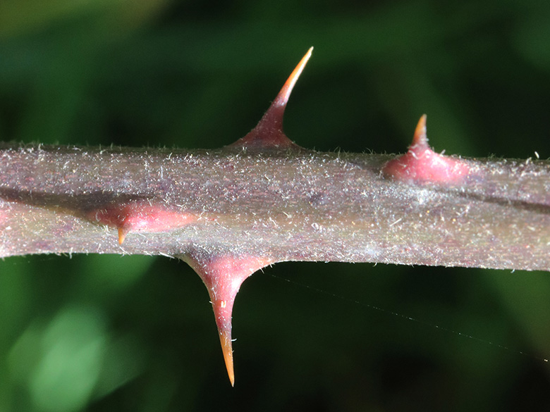 Rubus amiantinus