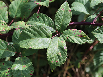 Rubus bicolor