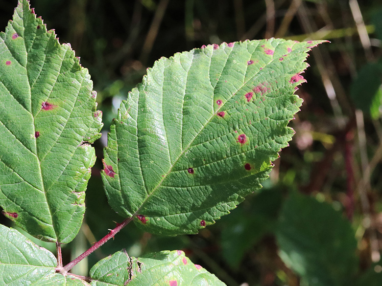 Rubus bicolor