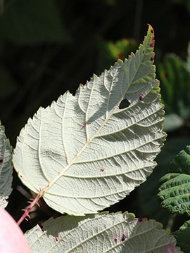 Rubus bicolor