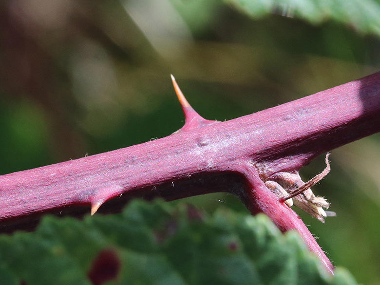 Rubus bicolor