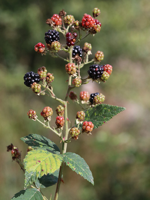 Rubus bicolor