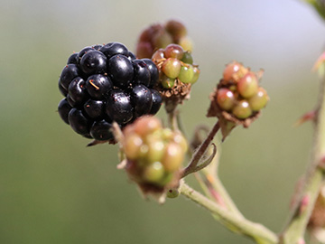 Rubus bicolor
