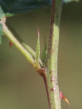 Rubus bicolor