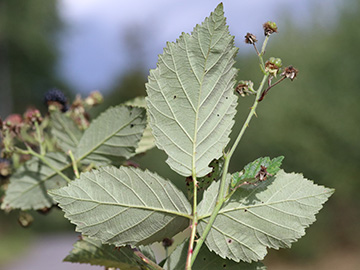 Rubus bicolor