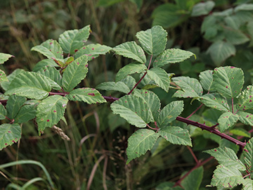 Rubus bicolor