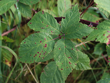 Rubus bicolor