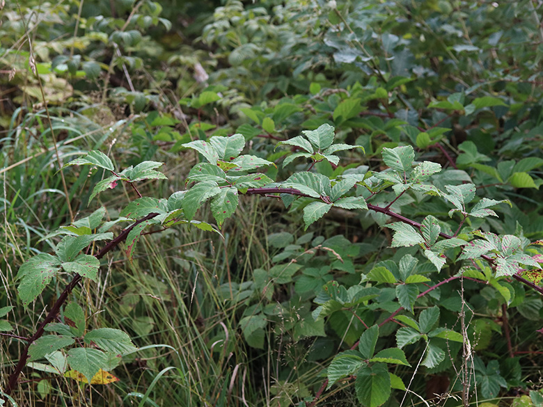 Rubus bicolor
