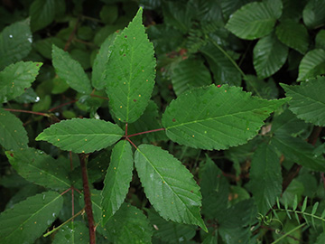 Rubus bicolor