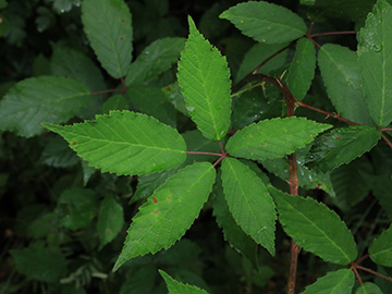 Rubus bicolor