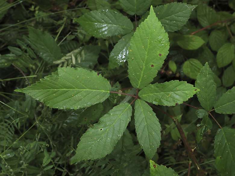 Rubus bicolor