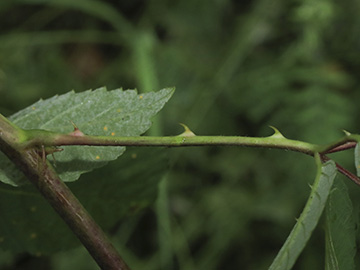 Rubus bicolor