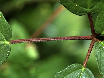 Rubus bicolor