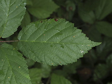 Rubus bicolor