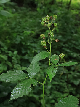 Rubus bicolor