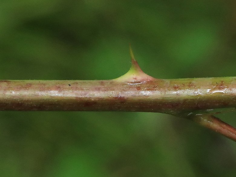 Rubus bicolor
