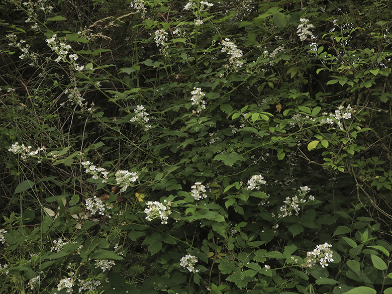 Rubus bicolor